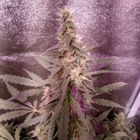 MATILDA growlog timeline photo
