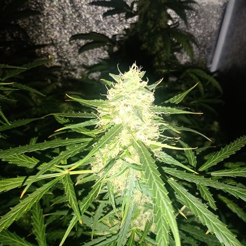 MARIA growlog timeline photo
