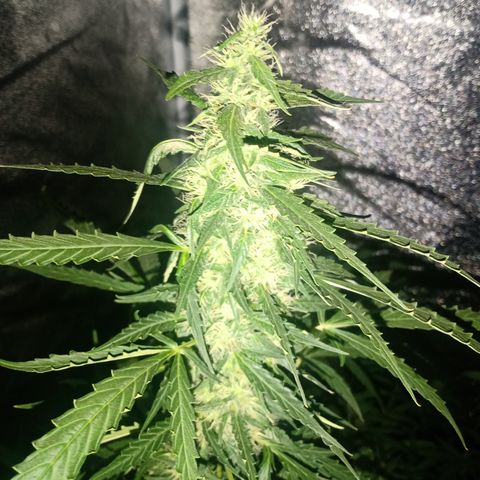 MANUELITA growlog timeline photo