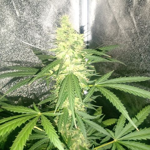 MARISOL growlog timeline photo