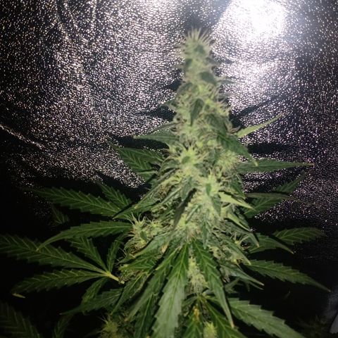 MATILDA growlog timeline photo