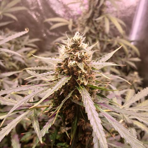 MARIA growlog timeline photo