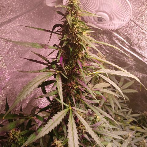 MANUELITA growlog timeline photo