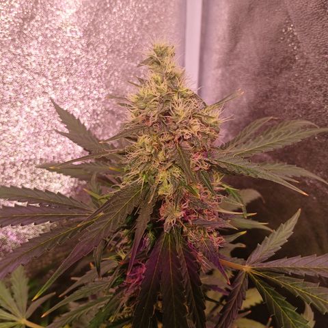 MARISOL growlog timeline photo