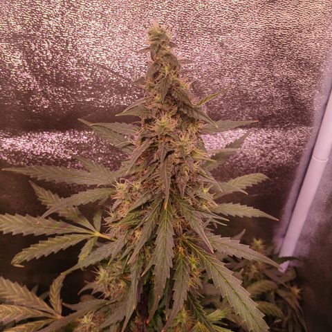 MATILDA growlog timeline photo