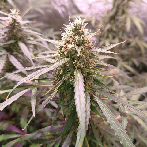 MARIA growlog timeline photo
