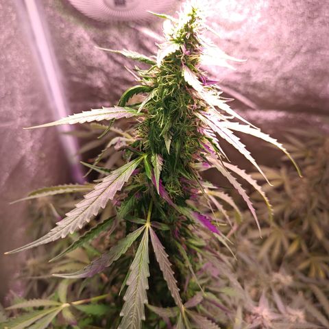 MANUELITA growlog timeline photo