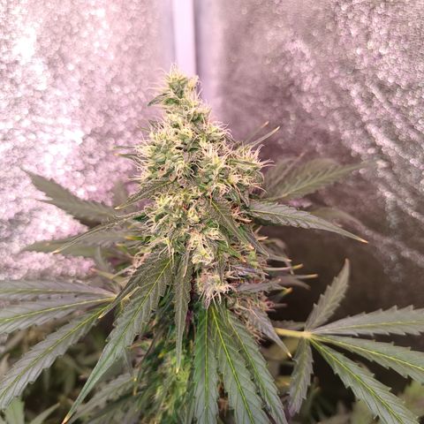 MARISOL growlog timeline photo