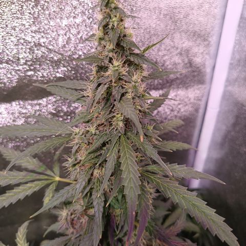 MATILDA growlog timeline photo