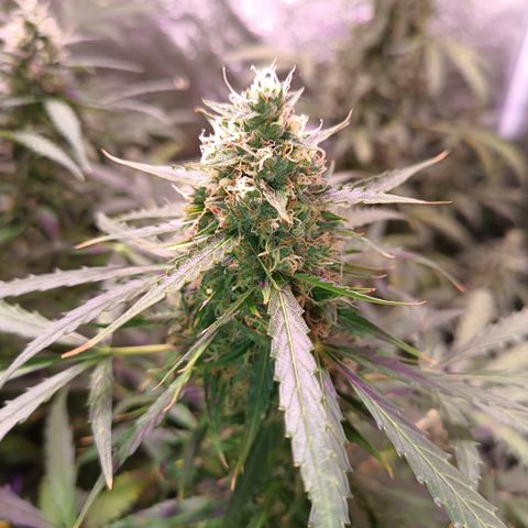 MARIA growlog timeline photo