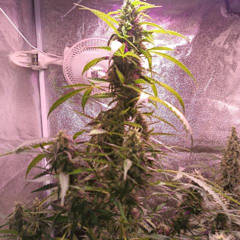 MANUELITA growlog timeline photo