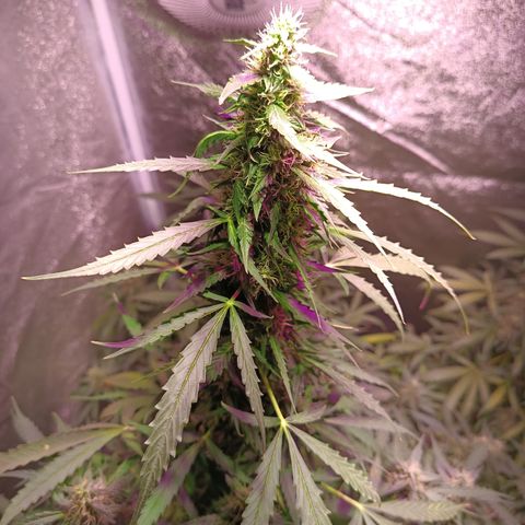 MANUELITA growlog timeline photo