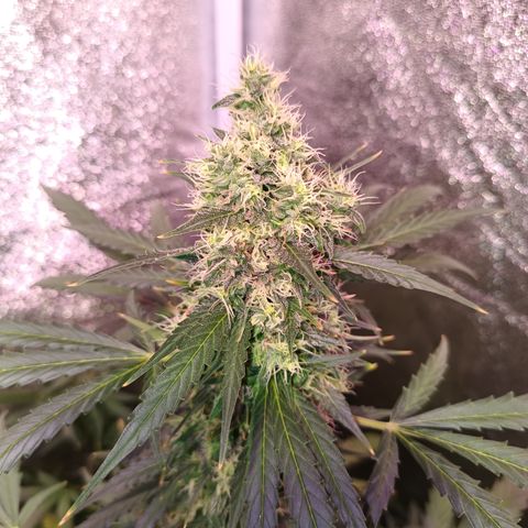 MARISOL growlog timeline photo