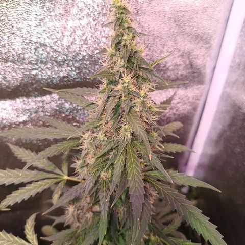 MATILDA growlog timeline photo