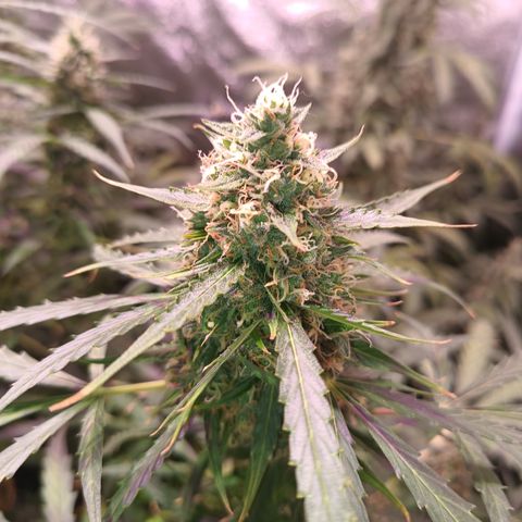 MARIA growlog timeline photo