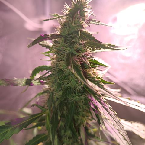 MANUELITA growlog timeline photo