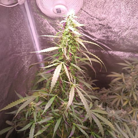 MANUELITA growlog timeline photo
