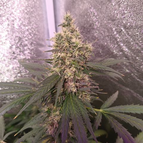 MARISOL growlog timeline photo