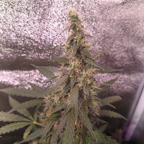 MATILDA growlog timeline photo