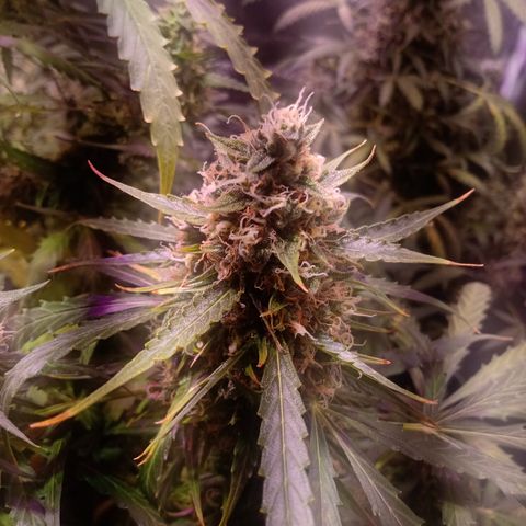 MARIA growlog timeline photo