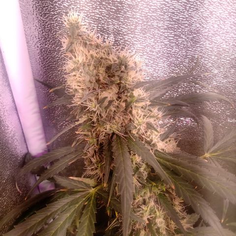 MARISOL growlog timeline photo
