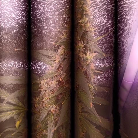 MATILDA growlog timeline photo
