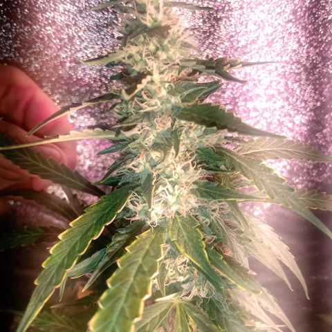 MANUELITA growlog timeline photo