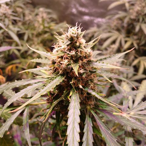 MARIA growlog timeline photo