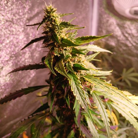 MANUELITA growlog timeline photo
