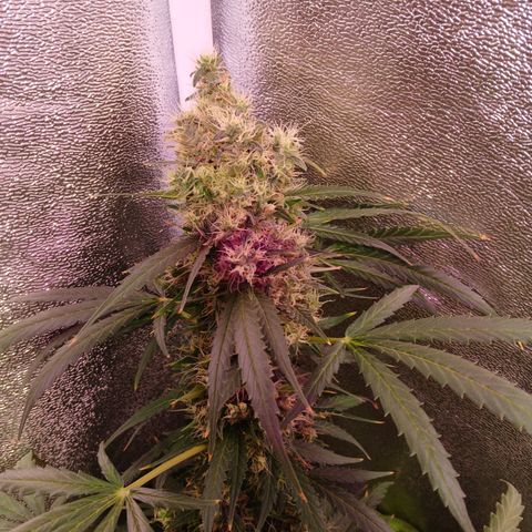 MARISOL growlog timeline photo