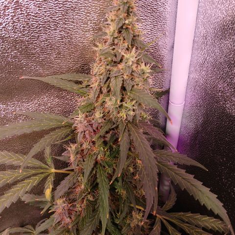 MATILDA growlog timeline photo