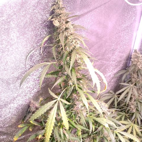MANUELITA growlog timeline photo