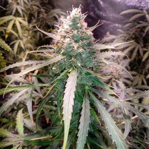 MARIA growlog timeline photo