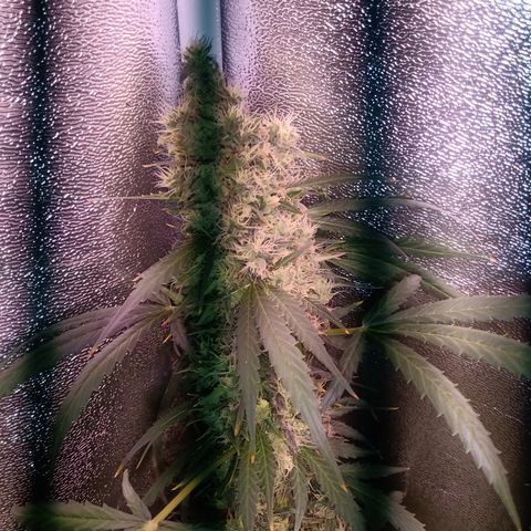 MARISOL growlog timeline photo