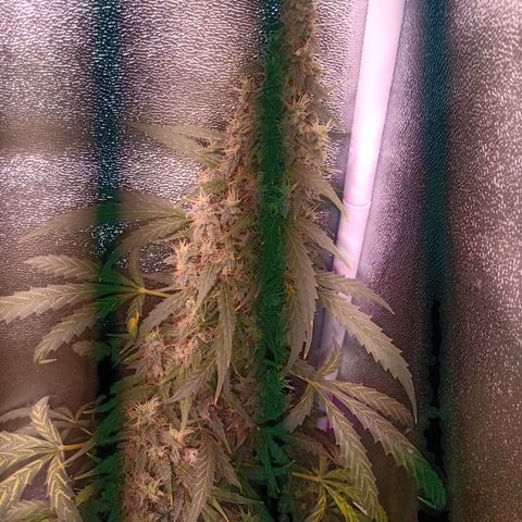MATILDA growlog timeline photo