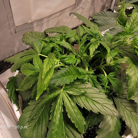 Tropicanna Poison Fast Version growlog timeline photo