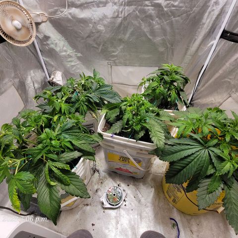 Tropicanna Poison Fast Version growlog timeline photo