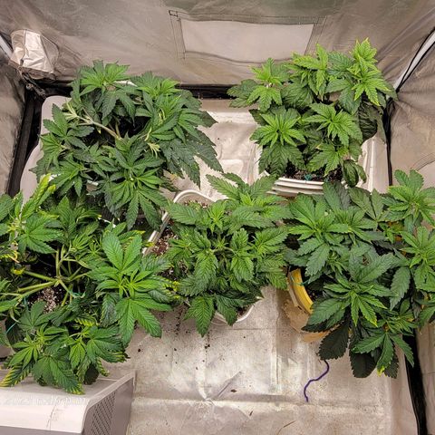 Tropicanna Poison Fast Version growlog timeline photo