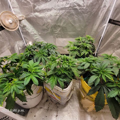 Tropicanna Poison Fast Version growlog timeline photo