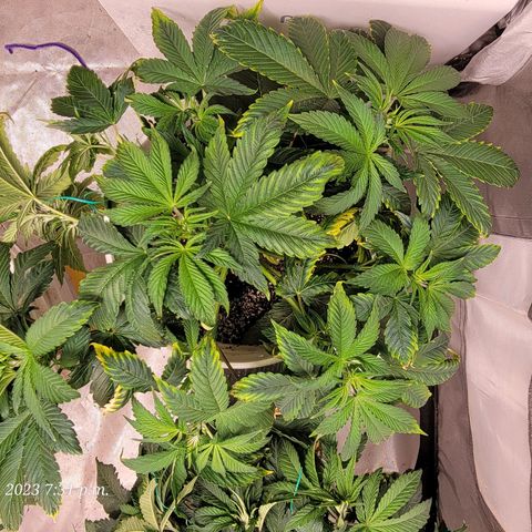 Tropicanna Poison Fast Version growlog timeline photo