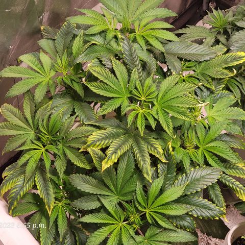 Tropicanna Poison Fast Version growlog timeline photo
