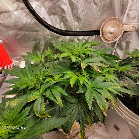 Tropicanna Poison Fast Version growlog timeline photo