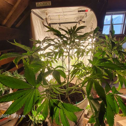Tropicanna Poison Fast Version growlog timeline photo