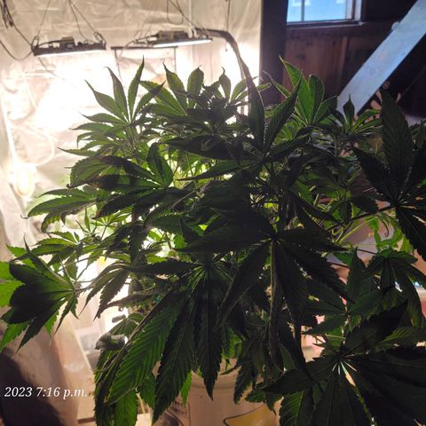Tropicanna Poison Fast Version growlog timeline photo