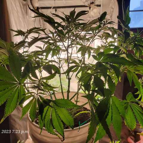Tropicanna Poison Fast Version growlog timeline photo