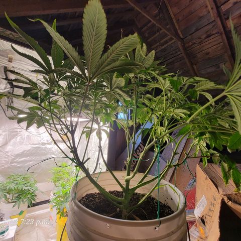 Tropicanna Poison Fast Version growlog timeline photo