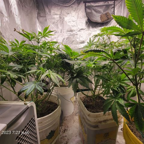 Tropicanna Poison Fast Version growlog timeline photo