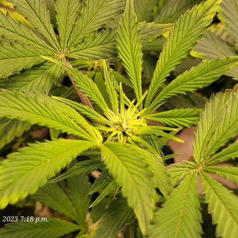 Tropicanna Poison Fast Version growlog timeline photo