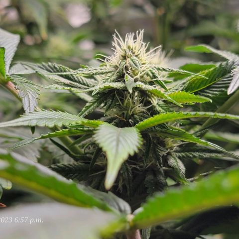Tropicanna Poison Fast Version growlog timeline photo