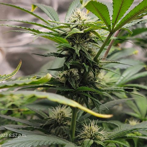 Tropicanna Poison Fast Version growlog timeline photo
